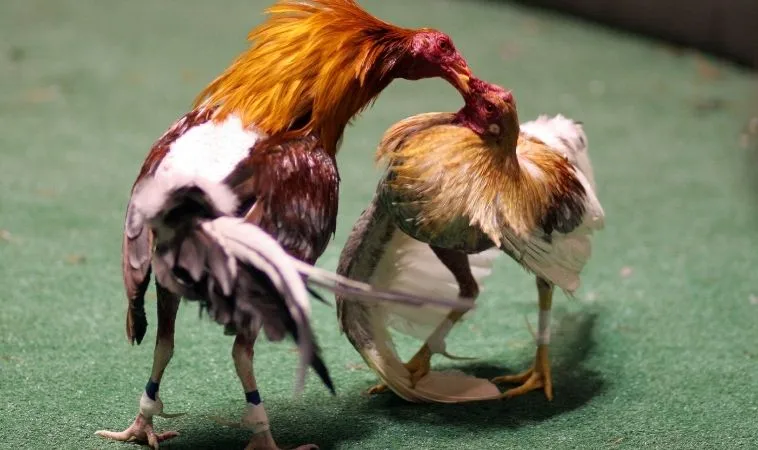 Bí Kíp Chơi Đá Gà Sabong Tại Vin68 Giúp Bạn Thắng Lớn Mỗi Ngày 1 Đá Gà Sabong Tại Vin68