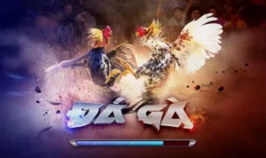 Đá Gà 3D Tại Vin68