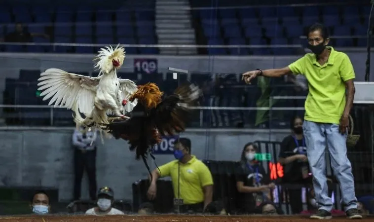 Chinh Phục Đá Gà WS168 Tại Vin68 Với Những Bí Kíp Cược Đỉnh Cao 1 Đá Gà WS168 Tại Vin68