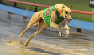 Đua Chó Tại Vin68